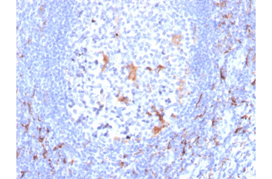 Immunohistochemistry - Anti-CD163 Antibody [M130/2163] - BSA and Azide free (A253785) - Antibodies.com