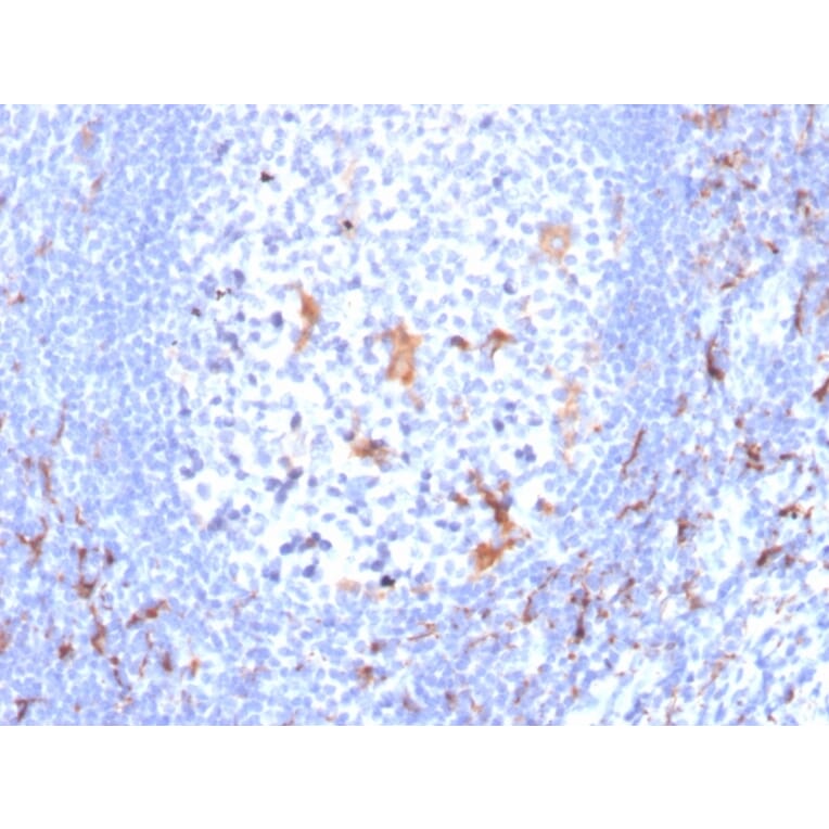 Immunohistochemistry - Anti-CD163 Antibody [M130/2163] - BSA and Azide free (A253785) - Antibodies.com