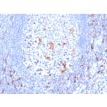 Immunohistochemistry - Anti-CD163 Antibody [M130/2163] - BSA and Azide free (A253785) - Antibodies.com