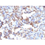 Immunohistochemistry - Anti-CD163 Antibody [M130/2163] - BSA and Azide free (A253784) - Antibodies.com