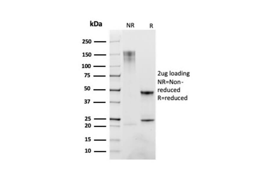 SDS-PAGE - Anti-CD163 Antibody [M130/2163] - BSA and Azide free (A253785) - Antibodies.com