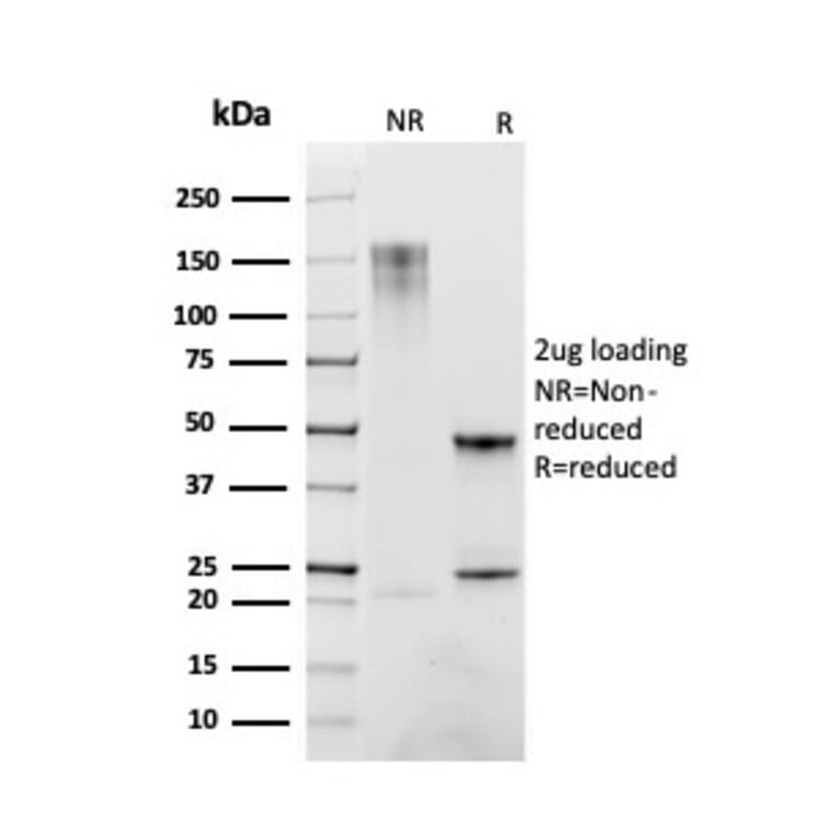 SDS-PAGE - Anti-CD163 Antibody [M130/2163] - BSA and Azide free (A253785) - Antibodies.com