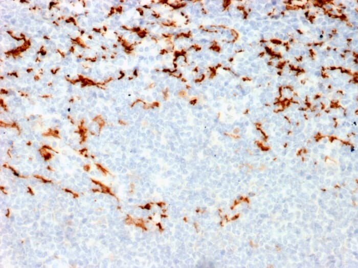 Anti-CD163 Antibody [M130/2164] (A253786) | Antibodies.com