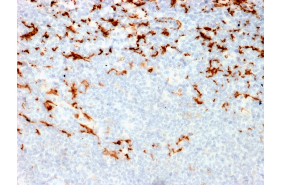 Immunohistochemistry - Anti-CD163 Antibody [M130/2164] - BSA and Azide free (A253786) - Antibodies.com