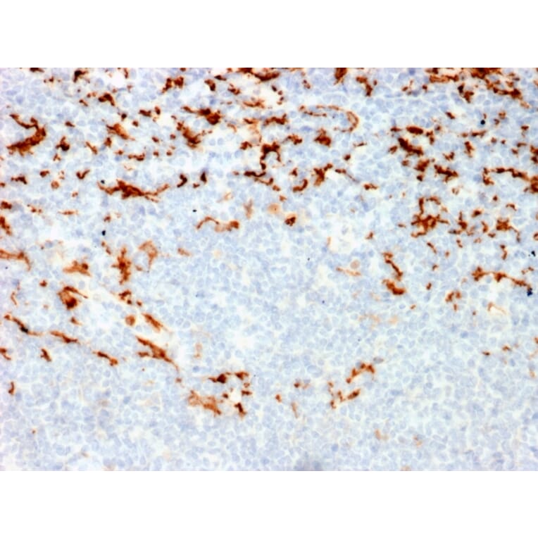 Immunohistochemistry - Anti-CD163 Antibody [M130/2164] - BSA and Azide free (A253786) - Antibodies.com