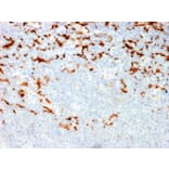 Immunohistochemistry - Anti-CD163 Antibody [M130/2164] - BSA and Azide free (A253786) - Antibodies.com