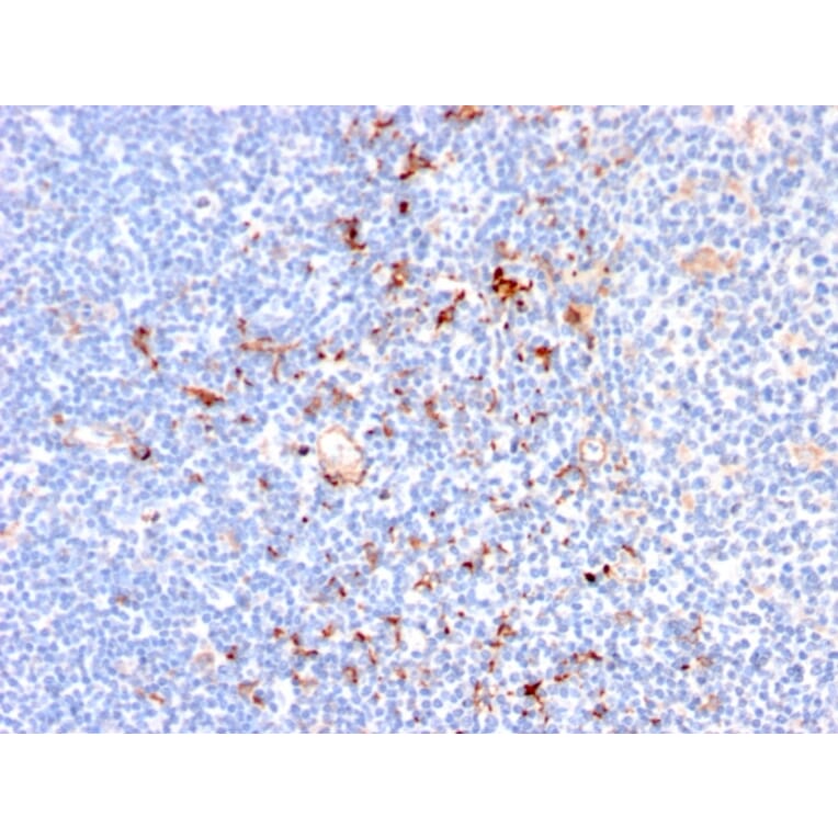 Immunohistochemistry - Anti-CD163 Antibody [M130/2164] - BSA and Azide free (A253786) - Antibodies.com