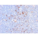 Immunohistochemistry - Anti-CD163 Antibody [M130/2164] - BSA and Azide free (A253786) - Antibodies.com