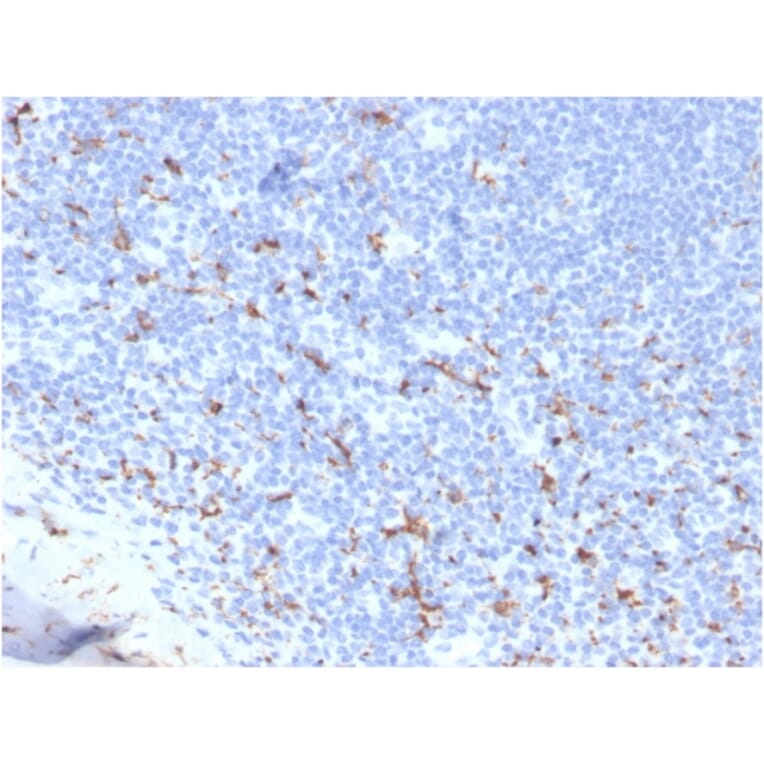 Immunohistochemistry - Anti-CD163 Antibody [M130/3708R] - BSA and Azide free (A253787) - Antibodies.com