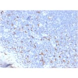 Immunohistochemistry - Anti-CD163 Antibody [M130/3708R] - BSA and Azide free (A253787) - Antibodies.com