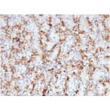 Immunohistochemistry - Anti-CD163 Antibody [M130/3708R] - BSA and Azide free (A253786) - Antibodies.com