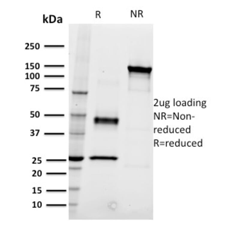 SDS-PAGE - Anti-CD22 Antibody [RFB4] - BSA and Azide free (A253790) - Antibodies.com