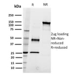SDS-PAGE - Anti-CD22 Antibody [RFB4] - BSA and Azide free (A253790) - Antibodies.com