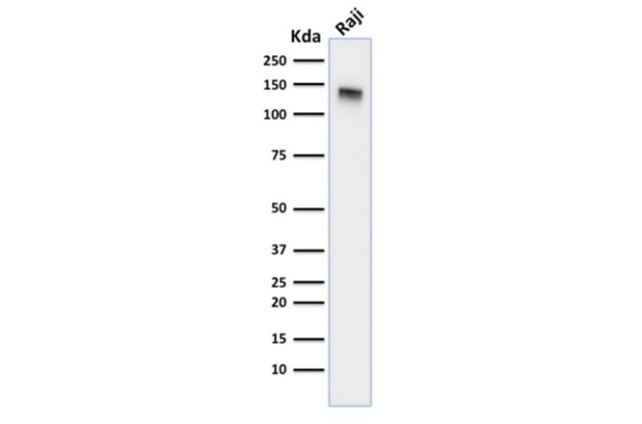 Western Blot - Anti-CD22 Antibody [BLCAM/1795] - BSA and Azide free (A253791) - Antibodies.com