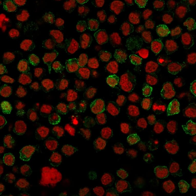 Immunofluorescence - Anti-CD22 Antibody [BLCAM/1796] - BSA and Azide free (A253792) - Antibodies.com
