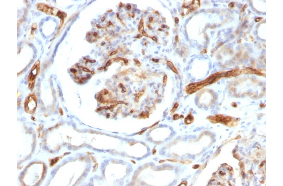 Immunohistochemistry - Anti-Adiponectin Antibody [ADPN/1370] - BSA and Azide free (A253795) - Antibodies.com