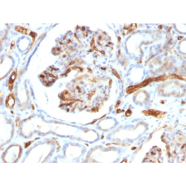 Immunohistochemistry - Anti-Adiponectin Antibody [ADPN/1370] - BSA and Azide free (A253795) - Antibodies.com