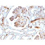 Immunohistochemistry - Anti-Adiponectin Antibody [ADPN/1370] - BSA and Azide free (A253795) - Antibodies.com