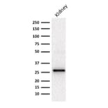 Western Blot - Anti-Adiponectin Antibody [ADPN/1370] - BSA and Azide free (A253795) - Antibodies.com
