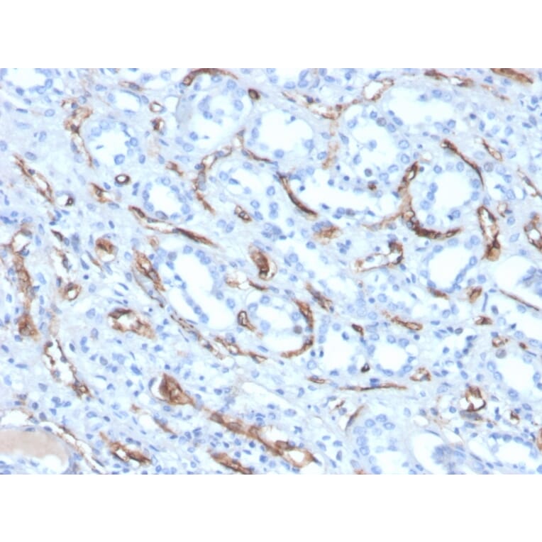 Immunohistochemistry - Anti-Adiponectin Antibody [ADPN/4256] - BSA and Azide free (A253797) - Antibodies.com