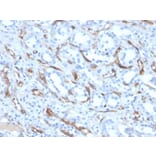 Immunohistochemistry - Anti-Adiponectin Antibody [ADPN/4256] - BSA and Azide free (A253797) - Antibodies.com