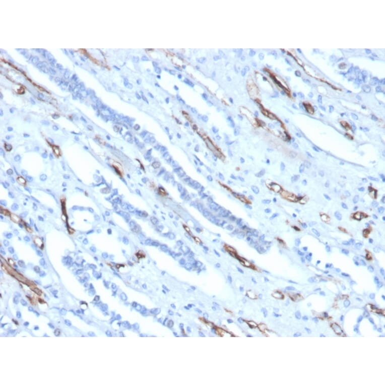 Immunohistochemistry - Anti-Adiponectin Antibody [ADPN/4256] - BSA and Azide free (A253796) - Antibodies.com