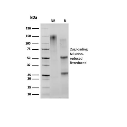 SDS-PAGE - Anti-CD27 Antibody [203.6] - BSA and Azide free (A253797) - Antibodies.com