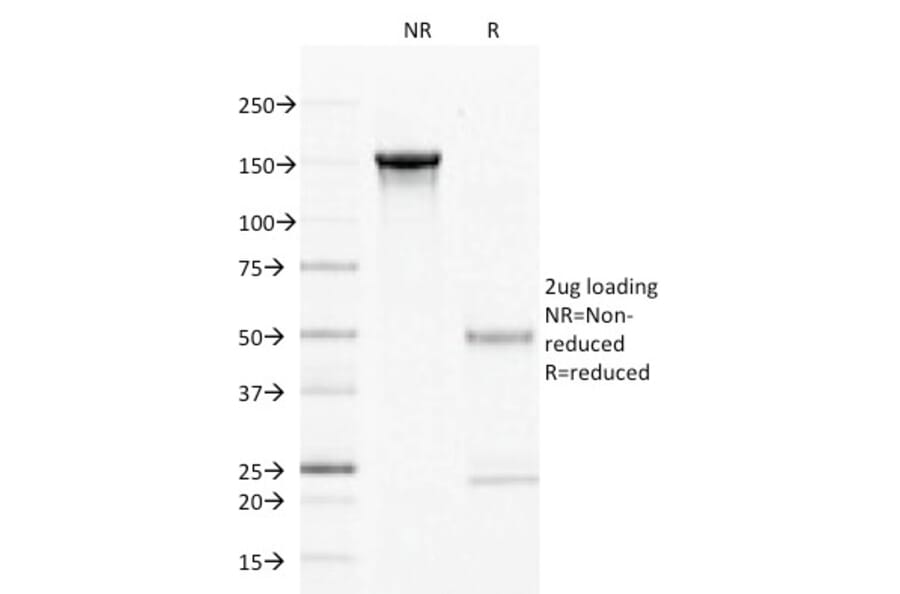 SDS-PAGE - Anti-CD27 Antibody [LPFS2/1611] - BSA and Azide free (A253799) - Antibodies.com