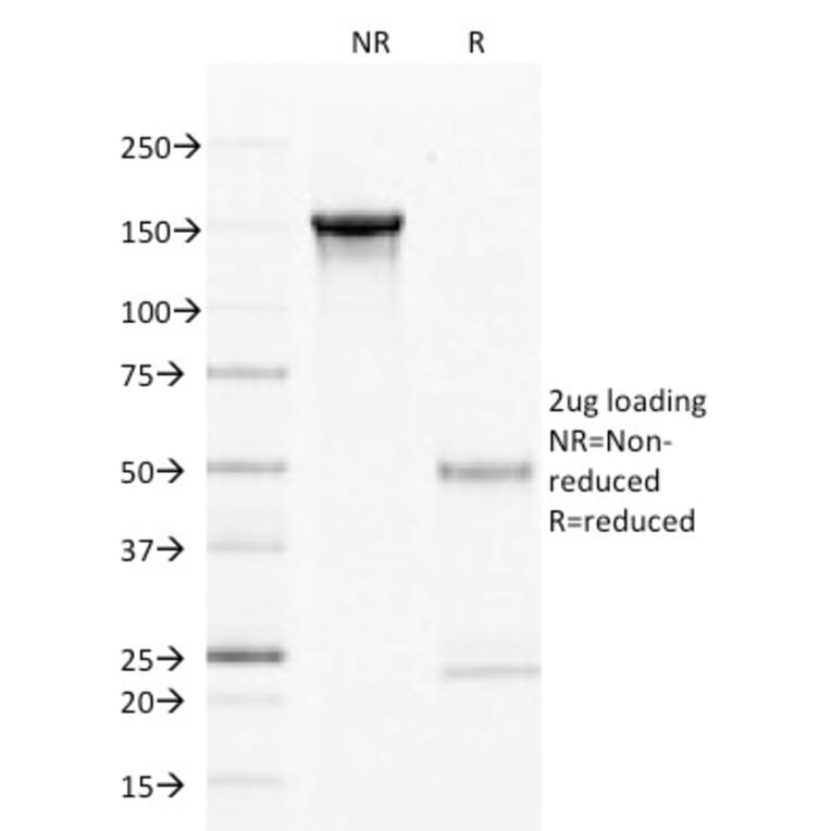 SDS-PAGE - Anti-CD27 Antibody [LPFS2/1611] - BSA and Azide free (A253799) - Antibodies.com