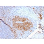 Immunohistochemistry - Anti-CD27 Antibody [LPFS2/1611] - BSA and Azide free (A253799) - Antibodies.com