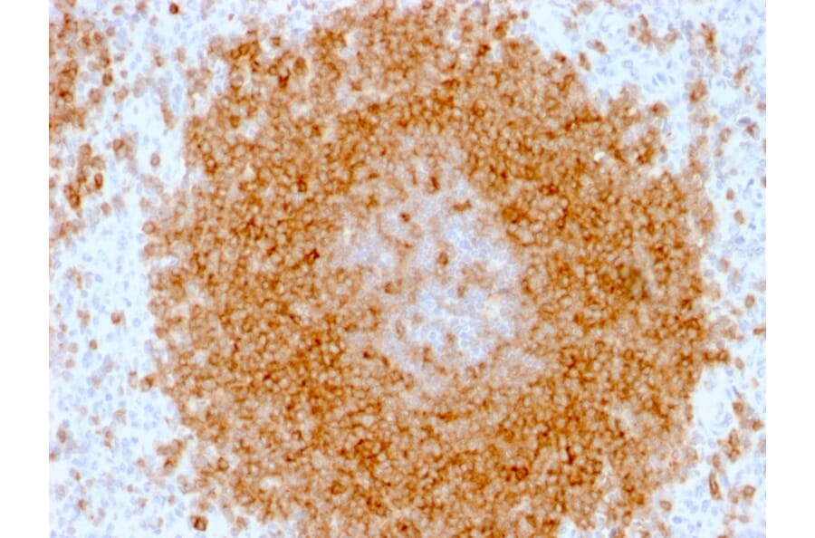 Immunohistochemistry - Anti-CD27 Antibody [LPFS2/1611] - BSA and Azide free (A253799) - Antibodies.com