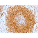Immunohistochemistry - Anti-CD27 Antibody [LPFS2/1611] - BSA and Azide free (A253799) - Antibodies.com