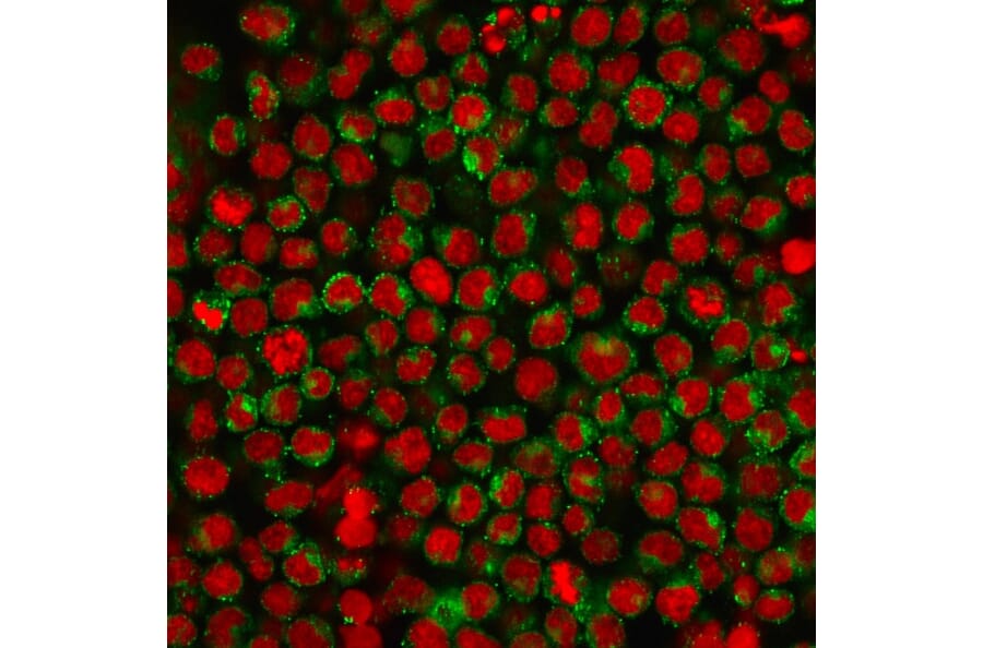 Immunofluorescence - Anti-CD27 Antibody [LPFS2/1611] - BSA and Azide free (A253799) - Antibodies.com