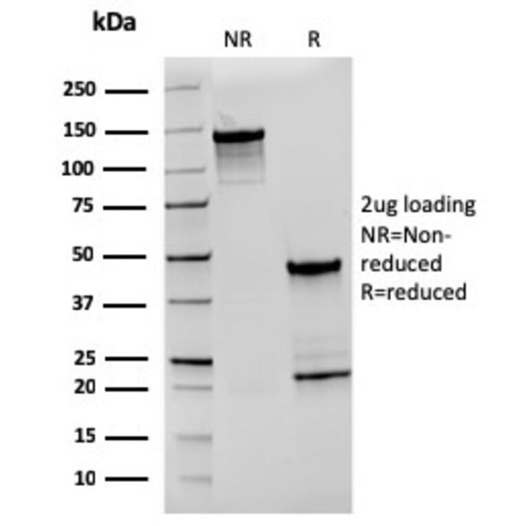SDS-PAGE - Anti-CD27 Antibody [rLPFS2/1611] - BSA and Azide free (A253800) - Antibodies.com