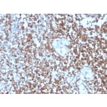 Immunohistochemistry - Anti-CD27 Antibody [LPFS2/4177] - BSA and Azide free (A253801) - Antibodies.com