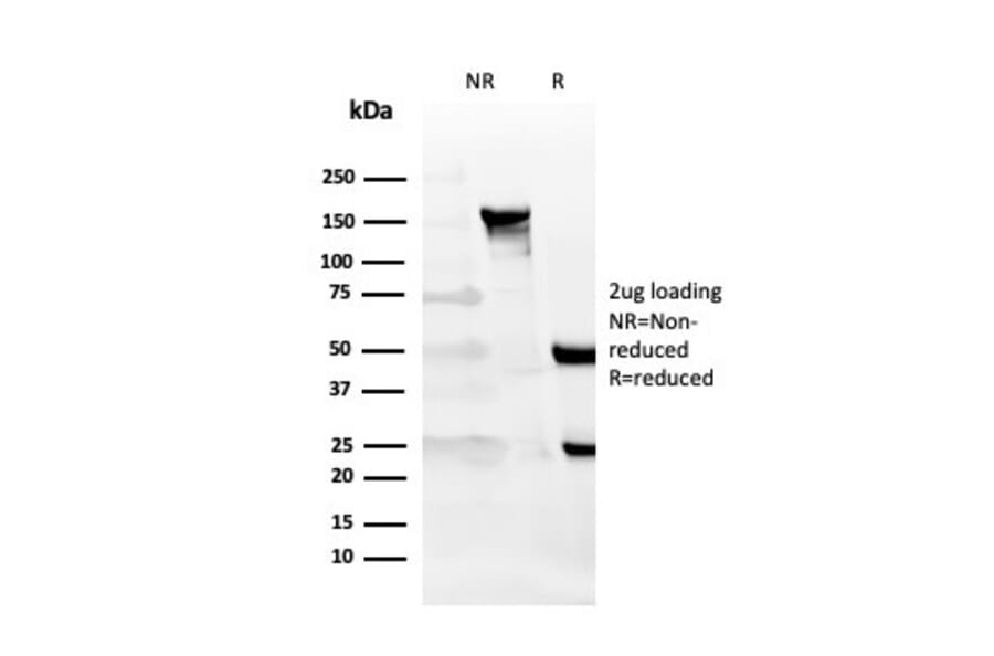 SDS-PAGE - Anti-CD27 Antibody [LPFS2/4177] - BSA and Azide free (A253801) - Antibodies.com