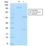 SDS-PAGE - Anti-MUC16 Antibody [OCA125/2349R] - BSA and Azide free (A253807) - Antibodies.com
