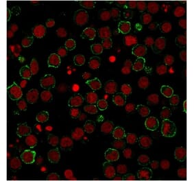 Immunofluorescence - Anti-CD28 Antibody [CB28] - BSA and Azide free (A253809) - Antibodies.com