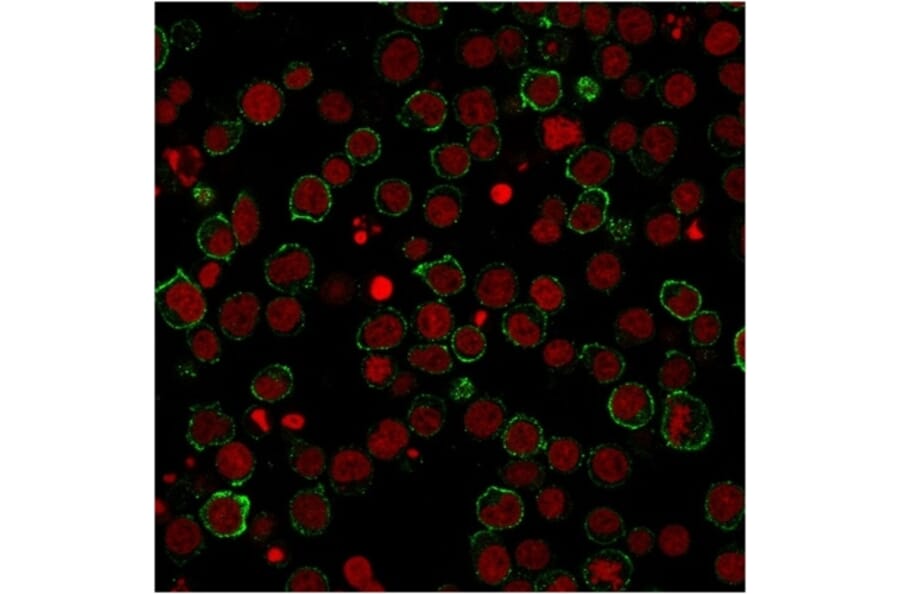 Immunofluorescence - Anti-CD28 Antibody [CB28] - BSA and Azide free (A253809) - Antibodies.com
