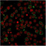 Immunofluorescence - Anti-CD28 Antibody [CB28] - BSA and Azide free (A253809) - Antibodies.com