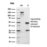 SDS-PAGE - Anti-CD28 Antibody [CB28] - BSA and Azide free (A253809) - Antibodies.com