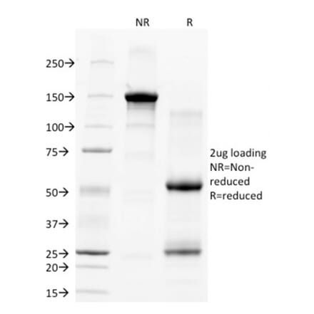 SDS-PAGE - Anti-CD28 Antibody [C28/77] - BSA and Azide free (A253810) - Antibodies.com