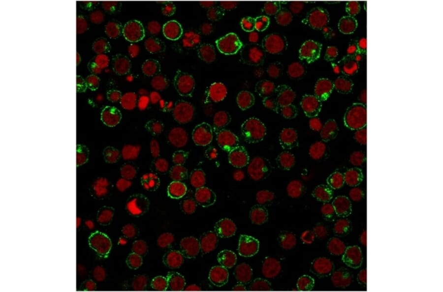 Immunofluorescence - Anti-CD28 Antibody [204.12] - BSA and Azide free (A253812) - Antibodies.com