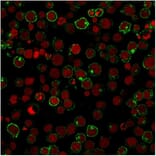 Immunofluorescence - Anti-CD28 Antibody [204.12] - BSA and Azide free (A253812) - Antibodies.com
