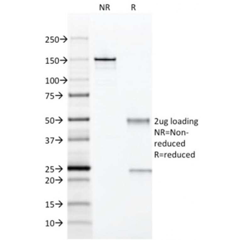 SDS-PAGE - Anti-CD28 Antibody [204.12] - BSA and Azide free (A253812) - Antibodies.com
