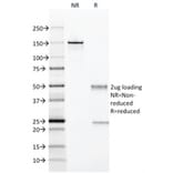 SDS-PAGE - Anti-CD28 Antibody [204.12] - BSA and Azide free (A253812) - Antibodies.com