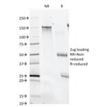 SDS-PAGE - Anti-CD28 Antibody [C28/74] - BSA and Azide free (A253813) - Antibodies.com