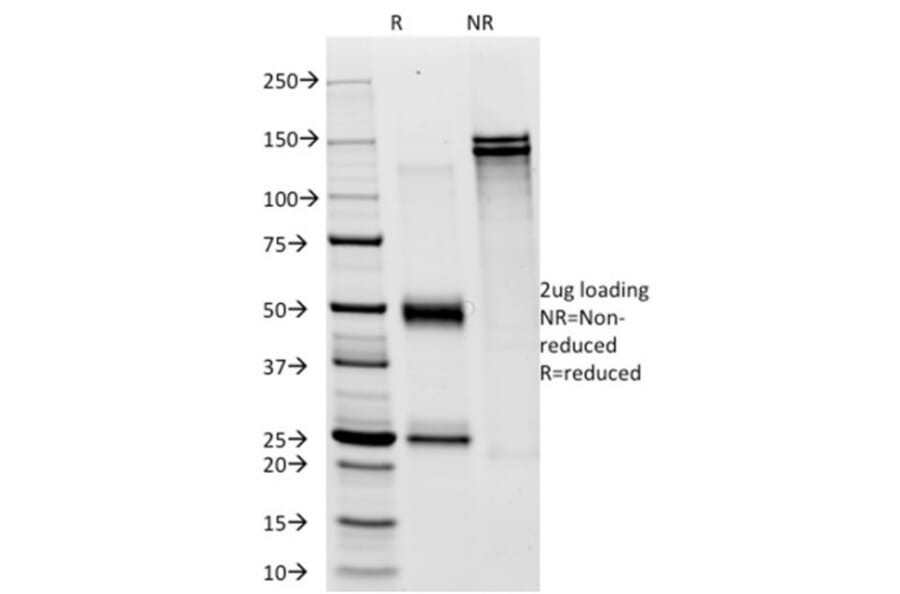 SDS-PAGE - Anti-CD28 Antibody [C28/76] - BSA and Azide free (A253815) - Antibodies.com