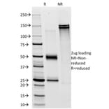 SDS-PAGE - Anti-CD28 Antibody [C28/76] - BSA and Azide free (A253815) - Antibodies.com