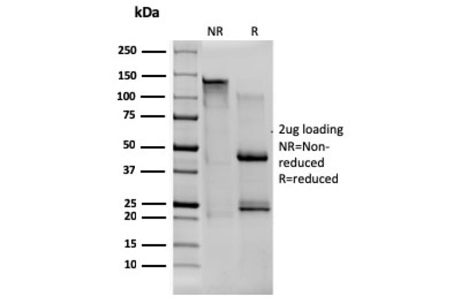 SDS-PAGE - Anti-CD80 Antibody [C80/1608] - BSA and Azide free (A253815) - Antibodies.com